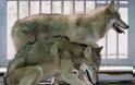 Γαλλία: 9 λύκοι απέδρασαν από ζωολογικό κήπο ενώ λειτουργούσε για το κοινό