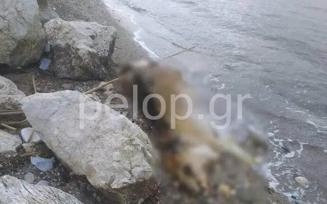 Πάτρα: Νεκρή αγελάδα ξεβράστηκε στην Παραλία - Φωτογραφία 1