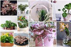 10 Μικρά φυτά εσωτερικού χώρου