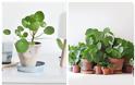 10 Μικρά φυτά εσωτερικού χώρου - Φωτογραφία 8
