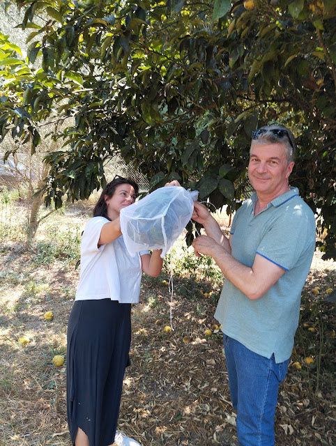 Συνεχίζεται το πρόγραμμα βιολογικής καταπολέμησης του μαύρου ακανθώδη αλευρώδη στην Π.Ε. Αιτωλοακαρνανίας. - Φωτογραφία 2