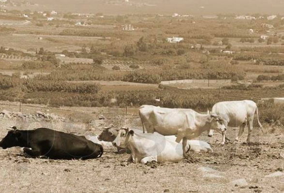 Όταν οι Κυκλάδες ήταν αυτάρκεις - Φωτογραφία 4