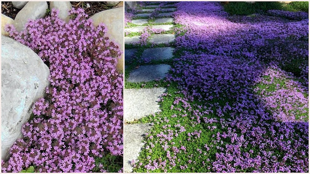 Θυμάρι εδαφοκάλυψης. Ανθεκτικό και όμορφο μπορεί να αντικαταστήσει ακόμη και το γκαζόν - Φωτογραφία 5