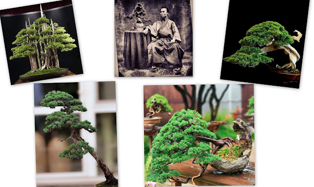 Η τέχνη του Bonsai. Πληροφορίες, τεχνικές, φροντίδα - Φωτογραφία 2