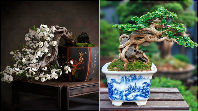 Η τέχνη του Bonsai. Πληροφορίες, τεχνικές, φροντίδα - Φωτογραφία 3