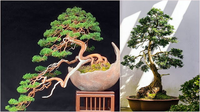 Η τέχνη του Bonsai. Πληροφορίες, τεχνικές, φροντίδα - Φωτογραφία 4