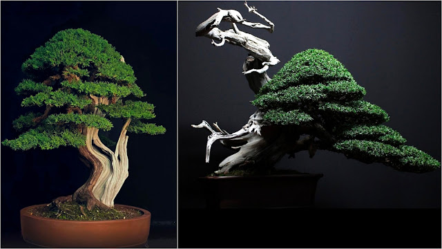 Η τέχνη του Bonsai. Πληροφορίες, τεχνικές, φροντίδα - Φωτογραφία 5