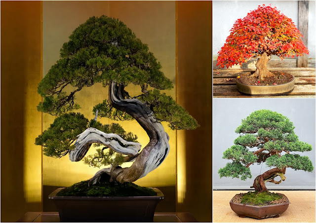 Η τέχνη του Bonsai. Πληροφορίες, τεχνικές, φροντίδα - Φωτογραφία 6