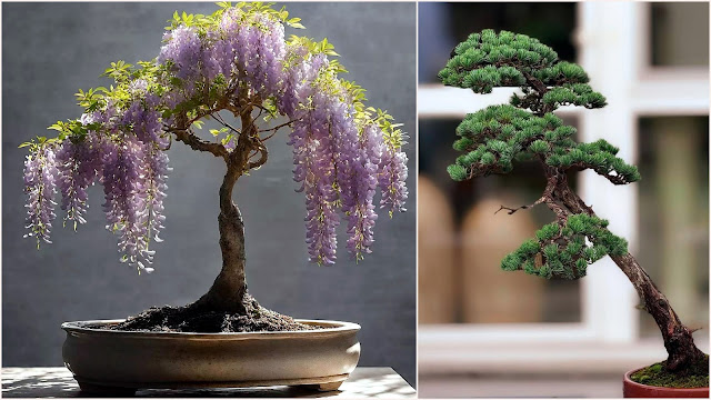 Η τέχνη του Bonsai. Πληροφορίες, τεχνικές, φροντίδα - Φωτογραφία 7