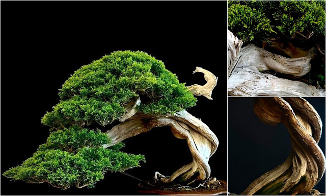 Η τέχνη του Bonsai. Πληροφορίες, τεχνικές, φροντίδα - Φωτογραφία 8