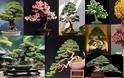 Η τέχνη του Bonsai. Πληροφορίες, τεχνικές, φροντίδα - Φωτογραφία 1