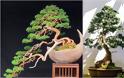 Η τέχνη του Bonsai. Πληροφορίες, τεχνικές, φροντίδα - Φωτογραφία 4