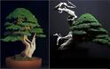 Η τέχνη του Bonsai. Πληροφορίες, τεχνικές, φροντίδα - Φωτογραφία 5