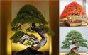 Η τέχνη του Bonsai. Πληροφορίες, τεχνικές, φροντίδα - Φωτογραφία 6