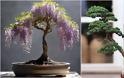 Η τέχνη του Bonsai. Πληροφορίες, τεχνικές, φροντίδα - Φωτογραφία 7