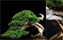 Η τέχνη του Bonsai. Πληροφορίες, τεχνικές, φροντίδα - Φωτογραφία 8