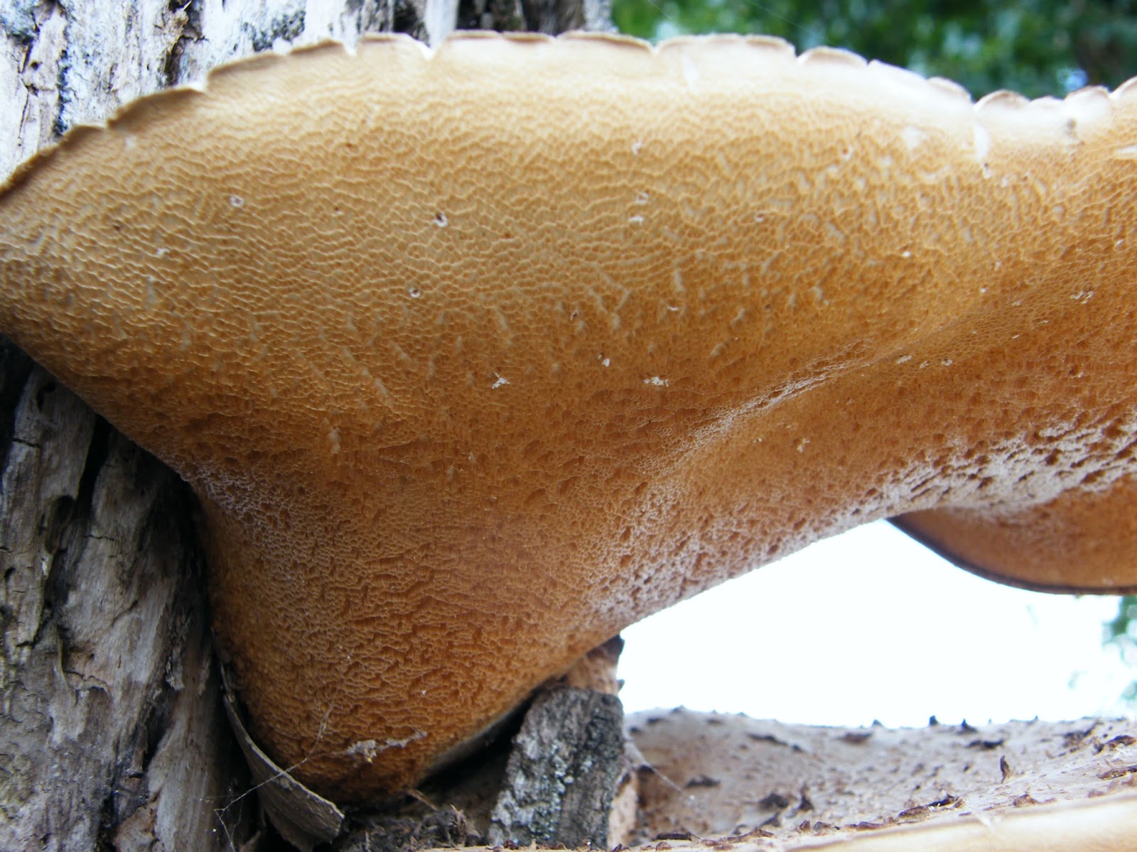 μανιτάρια του τόπου μας - Polyporus squamosus - Φωτογραφία 2