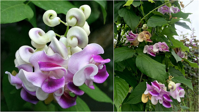 Φασέολους (Σαλίγκαρος) Το αναρριχώμενο με άνθη που μοιάζουν με κοχύλια - Φωτογραφία 2