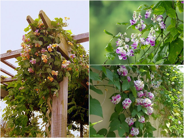 Φασέολους (Σαλίγκαρος) Το αναρριχώμενο με άνθη που μοιάζουν με κοχύλια - Φωτογραφία 4