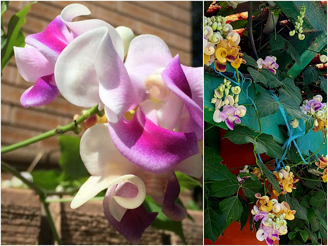 Φασέολους (Σαλίγκαρος) Το αναρριχώμενο με άνθη που μοιάζουν με κοχύλια - Φωτογραφία 5