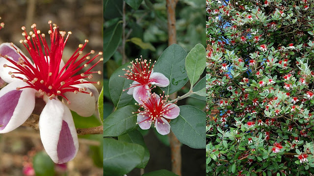 Φεγόϊα. Πανέμορφα λουλούδια και καρποί με άρωμα ανανά - Φωτογραφία 2