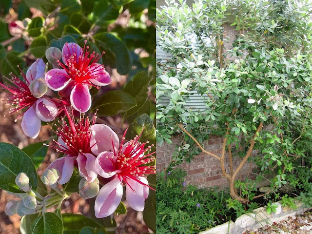 Φεγόϊα. Πανέμορφα λουλούδια και καρποί με άρωμα ανανά - Φωτογραφία 4