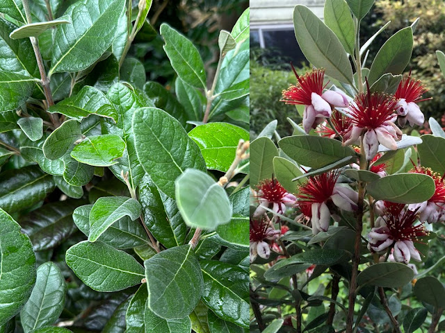 Φεγόϊα. Πανέμορφα λουλούδια και καρποί με άρωμα ανανά - Φωτογραφία 5