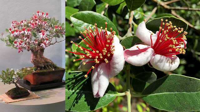 Φεγόϊα. Πανέμορφα λουλούδια και καρποί με άρωμα ανανά - Φωτογραφία 6