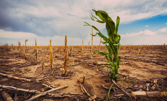 Πως η ξηρασία άλλαξε τα 3/4 του πλανήτη - Φωτογραφία 3