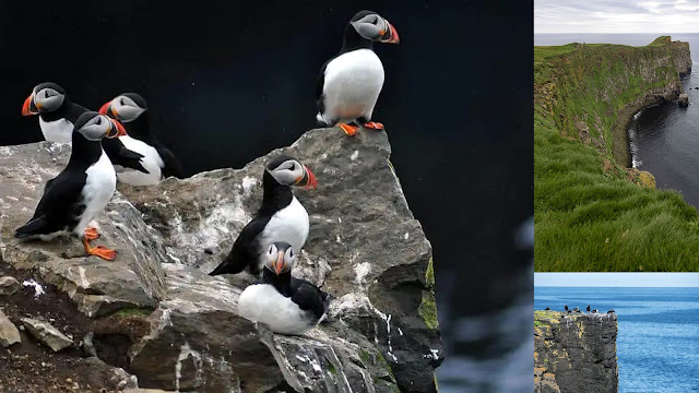 Grimsey. Το νησί στα όρια της Αρκτικής με τα χιλιάδες θαλασσοπούλια - Φωτογραφία 3