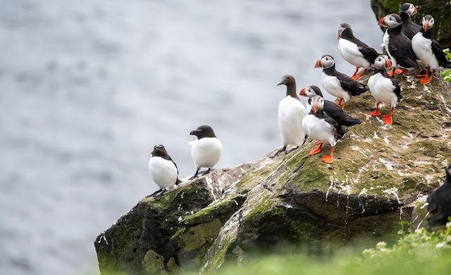 Grimsey. Το νησί στα όρια της Αρκτικής με τα χιλιάδες θαλασσοπούλια - Φωτογραφία 4
