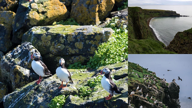 Grimsey. Το νησί στα όρια της Αρκτικής με τα χιλιάδες θαλασσοπούλια - Φωτογραφία 7