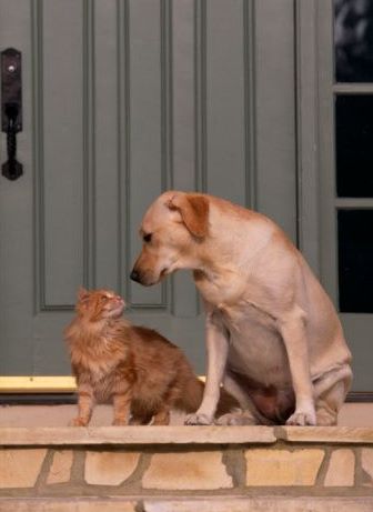 Κατοικίδια: Μόνο έξω ή και μέσα στο σπίτι; - Φωτογραφία 3