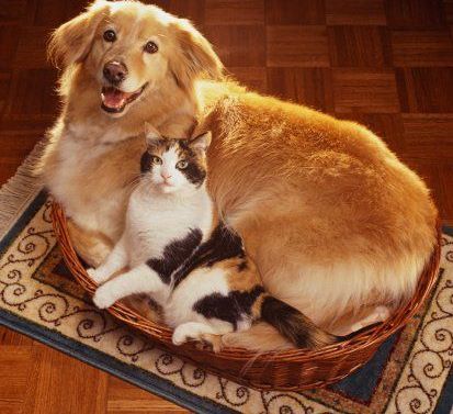 Κατοικίδια: Μόνο έξω ή και μέσα στο σπίτι; - Φωτογραφία 4