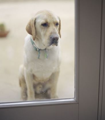 Κατοικίδια: Μόνο έξω ή και μέσα στο σπίτι; - Φωτογραφία 5