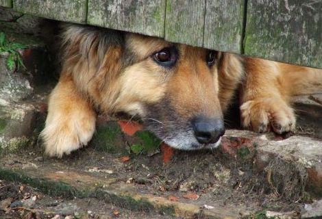 Κατοικίδια: Μόνο έξω ή και μέσα στο σπίτι; - Φωτογραφία 8