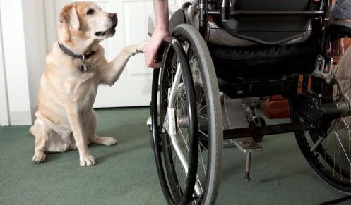 Κατοικίδια: Μόνο έξω ή και μέσα στο σπίτι; - Φωτογραφία 9