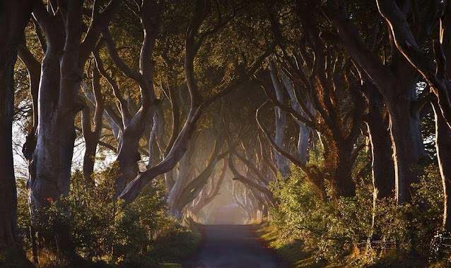 Dark Hedges. Ένα από τα πιο πολυφωτογραφημένα φυσικά τοπία - Φωτογραφία 2