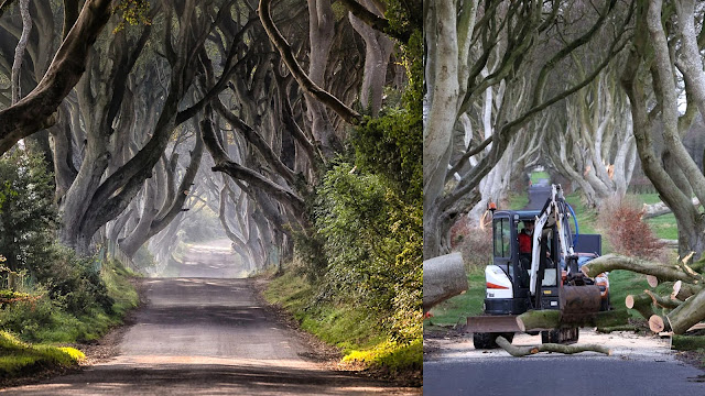 Dark Hedges. Ένα από τα πιο πολυφωτογραφημένα φυσικά τοπία - Φωτογραφία 3