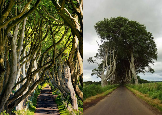 Dark Hedges. Ένα από τα πιο πολυφωτογραφημένα φυσικά τοπία - Φωτογραφία 5