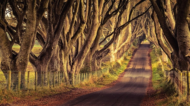 Dark Hedges. Ένα από τα πιο πολυφωτογραφημένα φυσικά τοπία - Φωτογραφία 6
