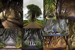 Dark Hedges. Ένα από τα πιο πολυφωτογραφημένα φυσικά τοπία