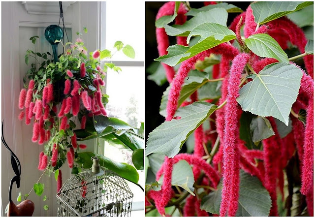 Ακαλύφα. Το τροπικό με τα πολύ ιδιαίτερα λουλούδια - Φωτογραφία 3