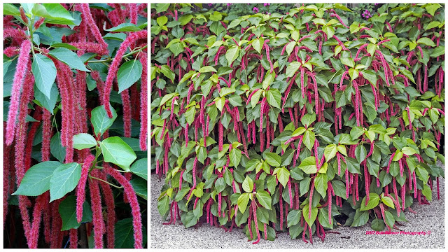 Ακαλύφα. Το τροπικό με τα πολύ ιδιαίτερα λουλούδια - Φωτογραφία 4