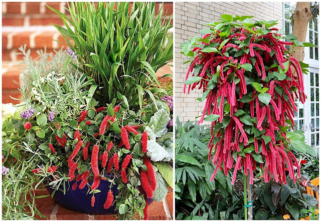 Ακαλύφα. Το τροπικό με τα πολύ ιδιαίτερα λουλούδια - Φωτογραφία 5