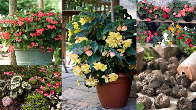 Βολβοί καλοκαιρινής ανθοφορίας που φυτεύονται την άνοιξη. 11 Είδη φυτών, διαδικασία, πρακτικές συμβουλές - Φωτογραφία 10