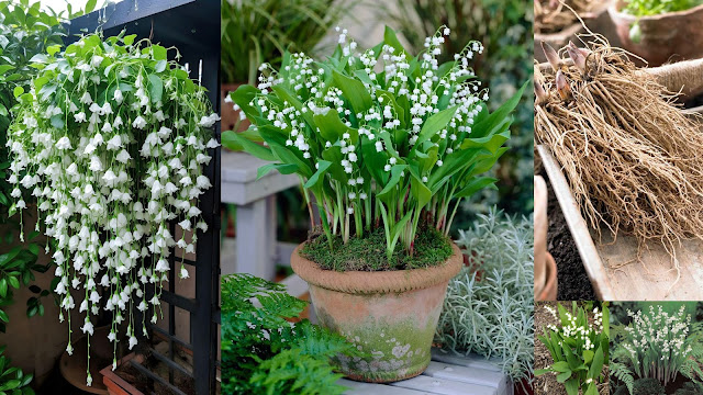 Βολβοί καλοκαιρινής ανθοφορίας που φυτεύονται την άνοιξη. 11 Είδη φυτών, διαδικασία, πρακτικές συμβουλές - Φωτογραφία 12