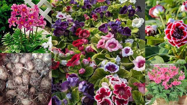 Βολβοί καλοκαιρινής ανθοφορίας που φυτεύονται την άνοιξη. 11 Είδη φυτών, διαδικασία, πρακτικές συμβουλές - Φωτογραφία 13