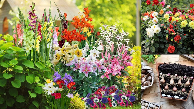 Βολβοί καλοκαιρινής ανθοφορίας που φυτεύονται την άνοιξη. 11 Είδη φυτών, διαδικασία, πρακτικές συμβουλές - Φωτογραφία 2