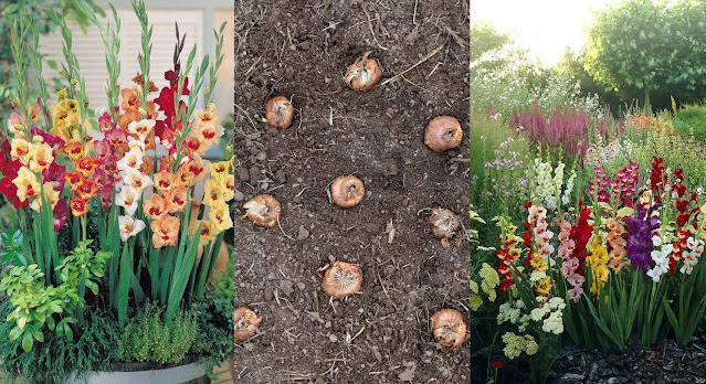 Βολβοί καλοκαιρινής ανθοφορίας που φυτεύονται την άνοιξη. 11 Είδη φυτών, διαδικασία, πρακτικές συμβουλές - Φωτογραφία 3